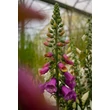 Kép 2/4 - Digitalis purpurea – Piros gyűszűvirág
