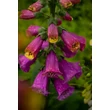 Kép 6/6 - Digitalis purpurea – Piros gyűszűvirág