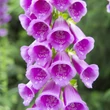 Kép 1/4 - Digitalis purpurea – Piros gyűszűvirág