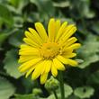 Kép 1/4 - Doronicum orientale 'Leonardo Compact' - Sárga kaukázusi zergevirág