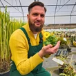 Kép 5/5 - Doronicum orientale 'Leonardo Compact' - Sárga kaukázusi zergevirág