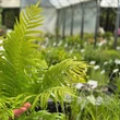 Kép 3/4 - Dryopteris affinis (syn.: D. pseudo-mas) - Pelyvás pajzsika
