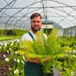 Kép 2/4 - Dryopteris affinis (syn.: D. pseudo-mas) - Pelyvás pajzsika