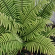 Kép 1/2 - Dryopteris atrata – Borzas pajzsika