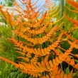 Kép 2/4 - Dryopteris erythrosora - Japán ernyőpáfrány