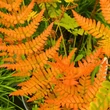 Kép 3/4 - Dryopteris erythrosora - Japán ernyőpáfrány