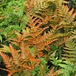 Kép 2/3 - Dryopteris erythrosora 'Brillance' – Japán ernyőpáfrány