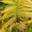 Kép 4/4 - Dryopteris erythrosora - Japán ernyőpáfrány