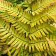 Kép 1/4 - Dryopteris erythrosora - Japán ernyőpáfrány