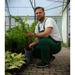 Kép 2/3 - Dryopteris filix-mas - Erdei pajzsika - Megyeri Szabolcs