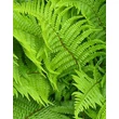 Kép 1/2 - Dryopteris filix-mas - Erdei pajzsika (9x9-es cserépben)