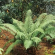 Kép 1/2 - Dryopteris wallichiana – Alpesi fapáfrány
