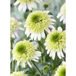 Kép 1/3 - Echinacea 'Delicious Nougat' – Kasvirág