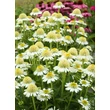 Kép 2/3 - Echinacea 'Delicious Nougat' – Kasvirág