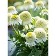 Kép 3/3 - Echinacea 'Delicious Nougat' – Kasvirág