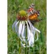 Kép 5/5 - Echinacea pallida 'Hula Dancer' – Halvány kasvirág