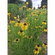 Kép 2/6 - Echinacea paradoxa – Sárga kasvirág