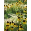 Kép 3/6 - Echinacea paradoxa – Sárga kasvirág