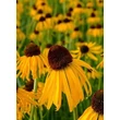 Kép 4/6 - Echinacea paradoxa – Sárga kasvirág