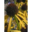 Kép 5/6 - Echinacea paradoxa – Sárga kasvirág