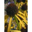 Kép 5/5 - Echinacea paradoxa – Sárga kasvirág