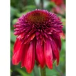 Kép 4/4 - Echinacea purpurea 'Eccentric' - Bíbor kasvirág