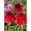 Kép 3/4 - Echinacea purpurea 'Eccentric' - Bíbor kasvirág