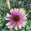 Kép 3/4 - Echinacea purpurea 'Green Twister' – Bíbor kasvirág