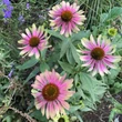 Kép 2/4 - Echinacea purpurea 'Green Twister' – Bíbor kasvirág