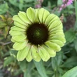 Kép 4/4 - Echinacea purpurea 'Green Twister' – Bíbor kasvirág
