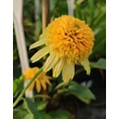 Kép 3/4 - Echinacea purpurea 'Lemon Drop' – Bíbor kasvirág