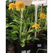 Kép 2/4 - Echinacea purpurea 'Lemon Drop' – Bíbor kasvirág