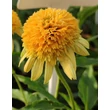 Kép 1/4 - Echinacea purpurea 'Lemon Drop' – Bíbor kasvirág