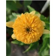 Kép 4/4 - Echinacea purpurea 'Lemon Drop' – Bíbor kasvirág