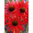 Kép 1/5 - Echinacea purpurea 'Tomato Soup' - Kasvirág