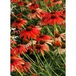 Kép 3/5 - Echinacea purpurea 'Tomato Soup' habitusa