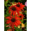 Kép 4/5 - Echinacea purpurea 'Tomato Soup' virághabitusa