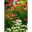 Kép 2/5 - Echinacea purpurea 'Tomato Soup' összeültetésben