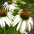 Kép 1/2 - Echinacea purpurea 'White Swan' – Bíbor kasvirág