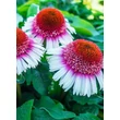 Kép 1/2 - Echinacea 'Strawberry and Cream' – Kasvirág