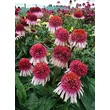 Kép 2/2 - Echinacea 'Strawberry and Cream' – Kasvirág