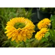 Kép 2/2 - Echinacea 'SunSeekers Golden Sun' – Kasvirág - képek rendelés vásárlás a Megyeri Szabolcs Kertészeti webáruházban.