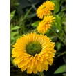 Kép 1/2 - Echinacea 'SunSeekers Golden Sun' – Kasvirág