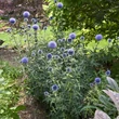 Kép 3/7 - Echinops bannaticus 'Blue Globe' – Bánsági szamárkenyér
