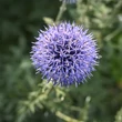 Kép 4/7 - Echinops bannaticus 'Blue Globe' – Bánsági szamárkenyér