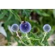 Kép 5/7 - Echinops bannaticus 'Blue Globe' – Bánsági szamárkenyér