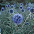 Kép 6/7 - Echinops bannaticus 'Blue Globe' – Bánsági szamárkenyér