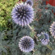 Kép 1/7 - Echinops bannaticus 'Blue Globe' – Bánsági szamárkenyér