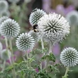 Kép 1/6 - Echinops bannaticus 'Star Frost' – Bánsági szamárkenyér