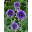 Kép 1/4 - Echinops ritro 'Veitch's Blue' – Sötétkék szamárkenyér